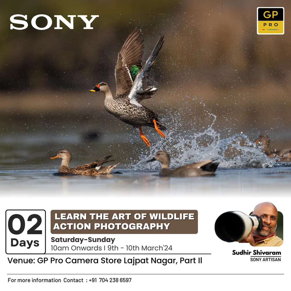Poster for a two-day wildlife action photography workshop, showing a duck taking off from water