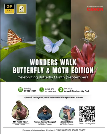 Poster for the Wonders Walk Butterfly and Moth Edition, showing three butterflies
