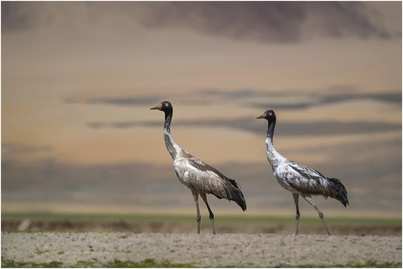 A pair of Black-necked Cranes on a high-altitude marsh at dusk
