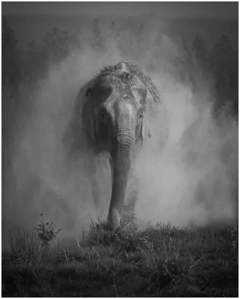 A lone elephant emerging through raised dust