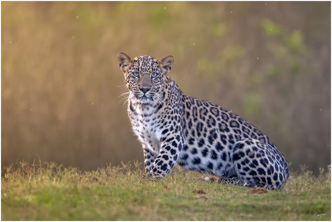 A leopard sitting upright in golden grassland