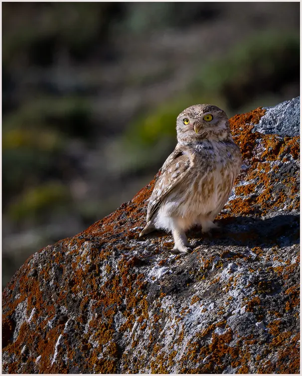 A Little Owl on a lichen-covered rock