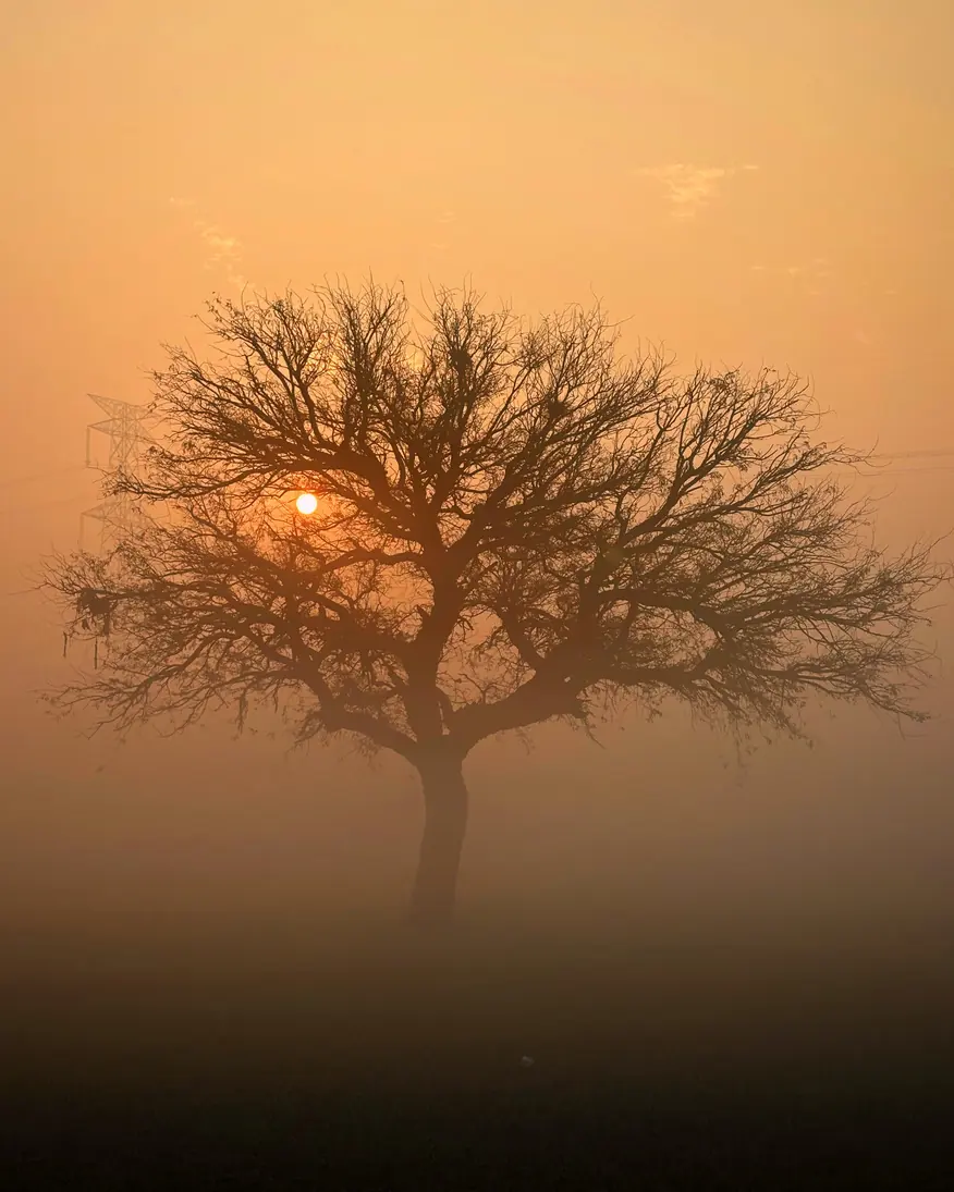 A bare tree silhouetted against a misty orange sunrise