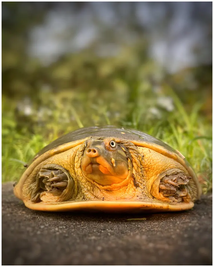 An Indian softshell turtle at eye level on wet ground