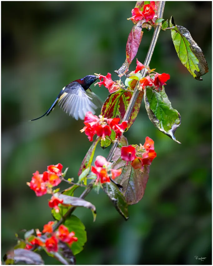 A sunbird hovering at red flowers