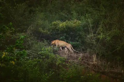 Indian Leopard photographed by Anonymous