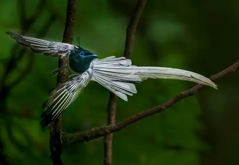 Indian Paradise Flycatcher photographed by Anonymous