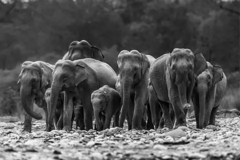 Asian Elephant photographed by Anonymous