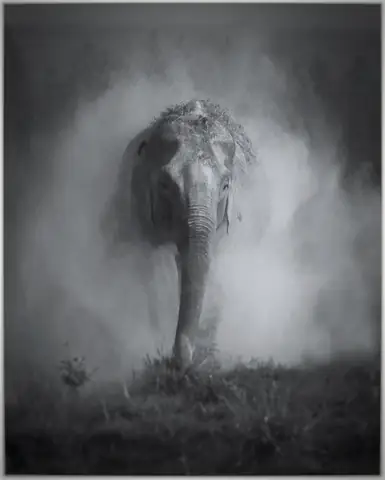 Asian Elephant photographed by Anonymous