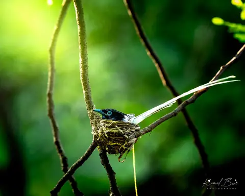 Indian Paradise Flycatcher photographed by Kamal Bir