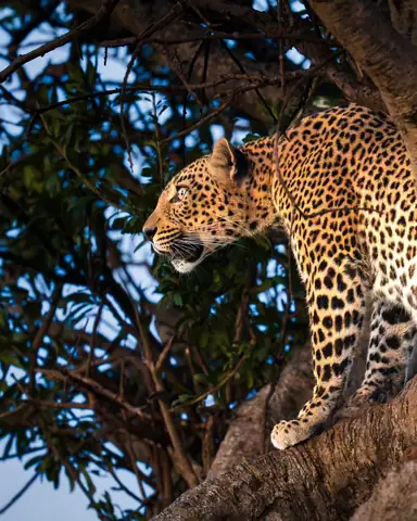 Indian Leopard photographed by Anonymous