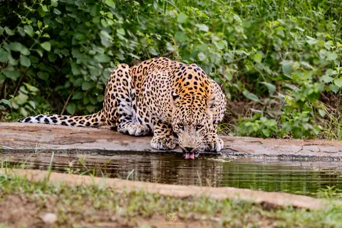 Indian Leopard photographed by Anonymous