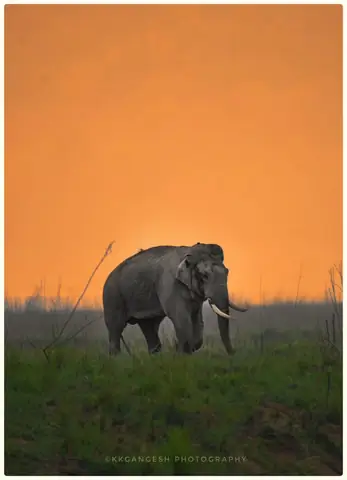 Asian Elephant photographed by Kumud Kumar Gangesh