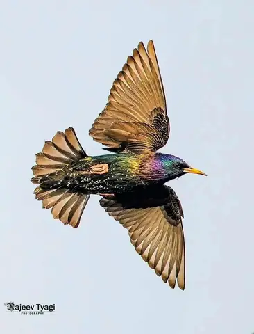 Common Starling photographed by Rajeev Tyagi