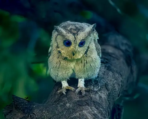 Scops Owl photographed by Anonymous