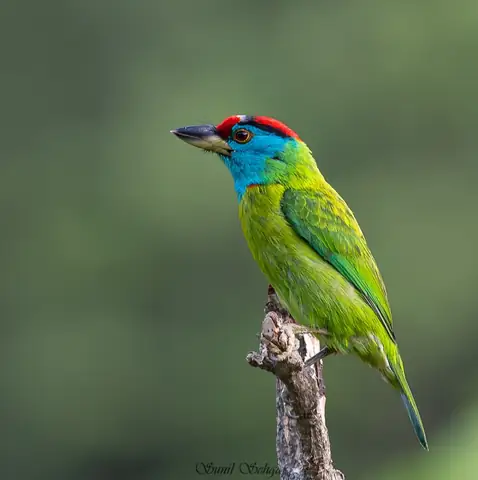 Blue-throated Barbet photographed by Sunil Sehgal