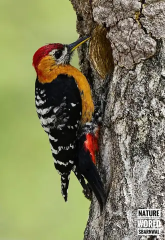 Pied Woodpecker photographed by S. Barnwal (Nature World)