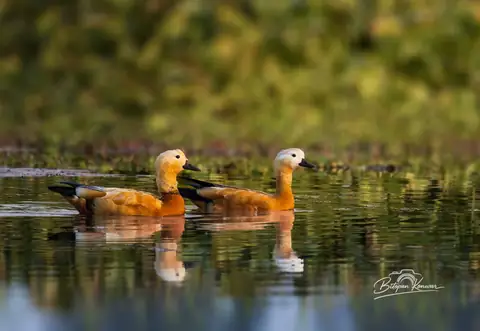 Ruddy Shelduck photographed by Anonymous