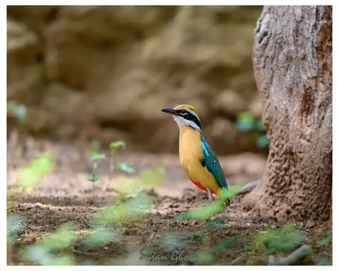 Indian Pitta photographed by Sujan Ghosh