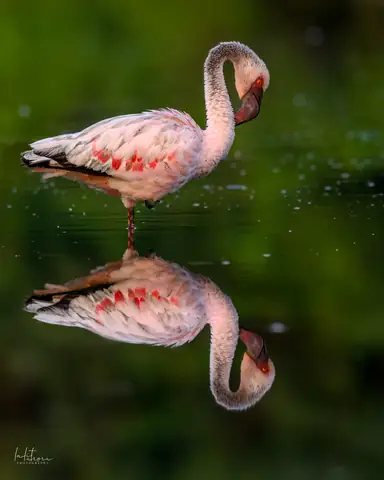 Lesser Flamingo photographed by Anonymous
