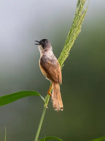 Ashy Prinia photographed by Anonymous