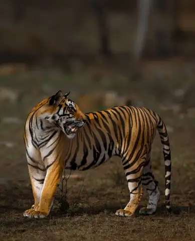 Bengal Tiger photographed by Anonymous
