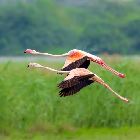 Greater Flamingo photographed by Anonymous