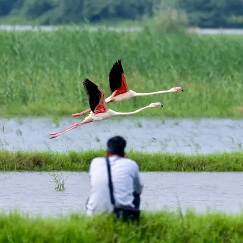 Greater Flamingo photographed by Anonymous