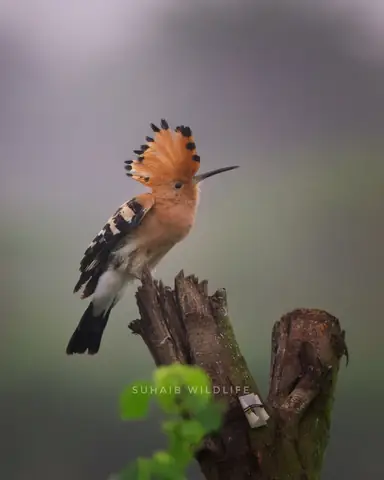 Eurasian Hoopoe photographed by Suhaib