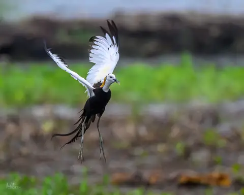 Pheasant-tailed Jacana photographed by Anonymous