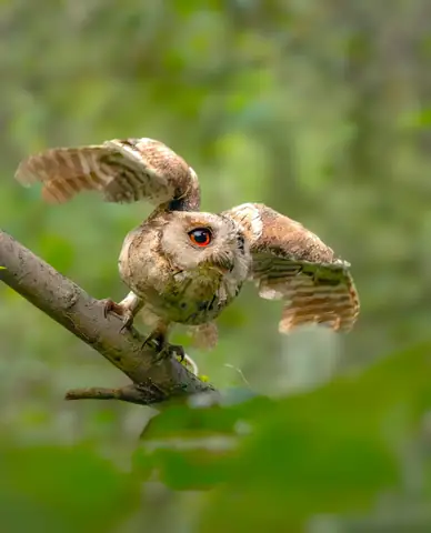 Scops Owl photographed by Anonymous