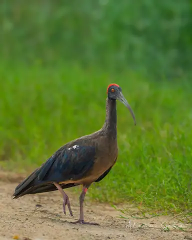 Red-naped Ibis photographed by Anonymous