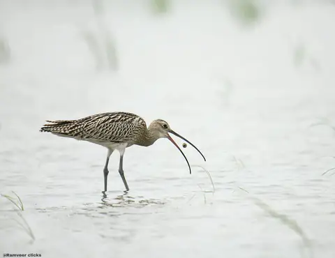 Eurasian Curlew photographed by Ramveer