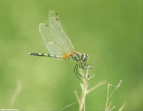 Dragonfly photographed by Ramveer