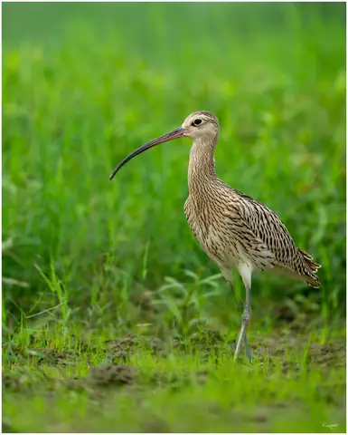 Eurasian Curlew photographed by Anonymous