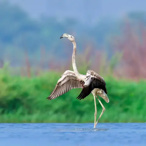 Greater Flamingo photographed by Anonymous