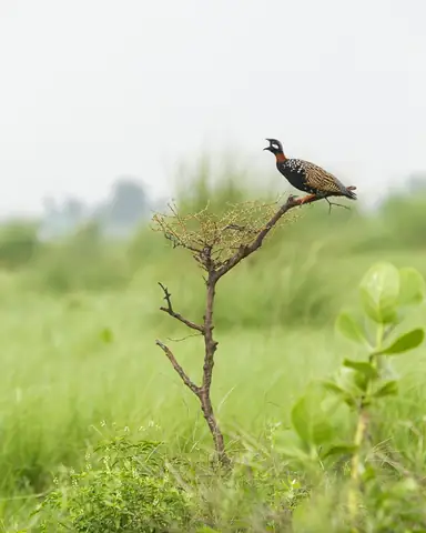 Black Francolin photographed by Anonymous