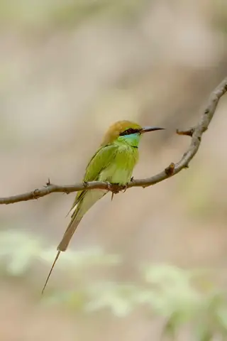 Asian Green Bee-eater photographed by Anonymous