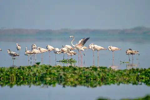 Greater Flamingo photographed by Anonymous
