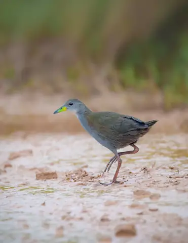 Brown Crake photographed by Anonymous