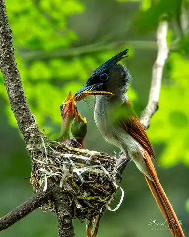 Indian Paradise Flycatcher photographed by Kamal Bir