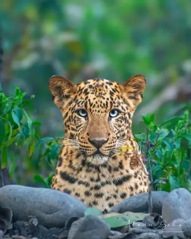 Indian Leopard photographed by Atanu Saha