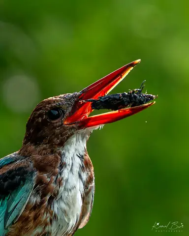 White-throated Kingfisher photographed by Kamal Bir