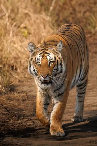 Bengal Tiger photographed by Anonymous