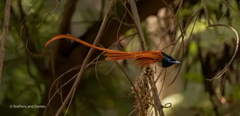 Indian Paradise Flycatcher photographed by feathers.and.frames