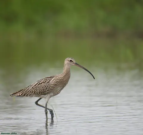 Eurasian Curlew photographed by Ramveer