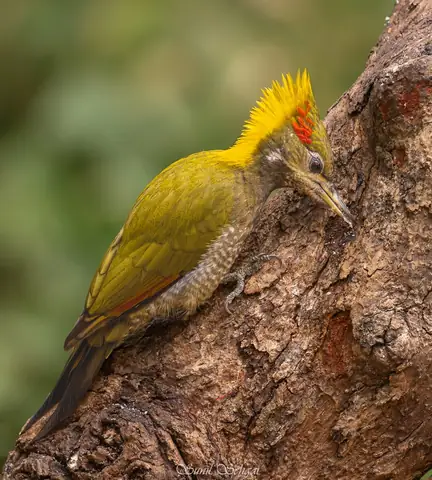 Lesser Yellownape photographed by Sunil Sehgal