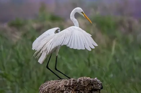 Great Egret photographed by Anonymous