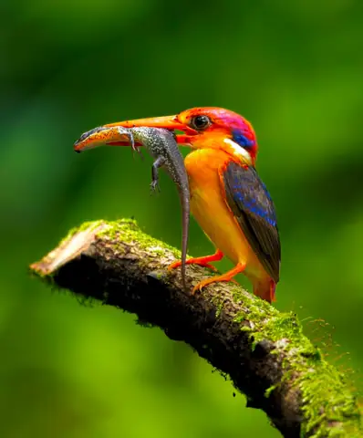 Oriental Dwarf Kingfisher photographed by Anonymous