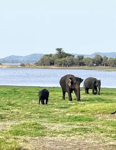 Asian Elephant photographed by Anonymous